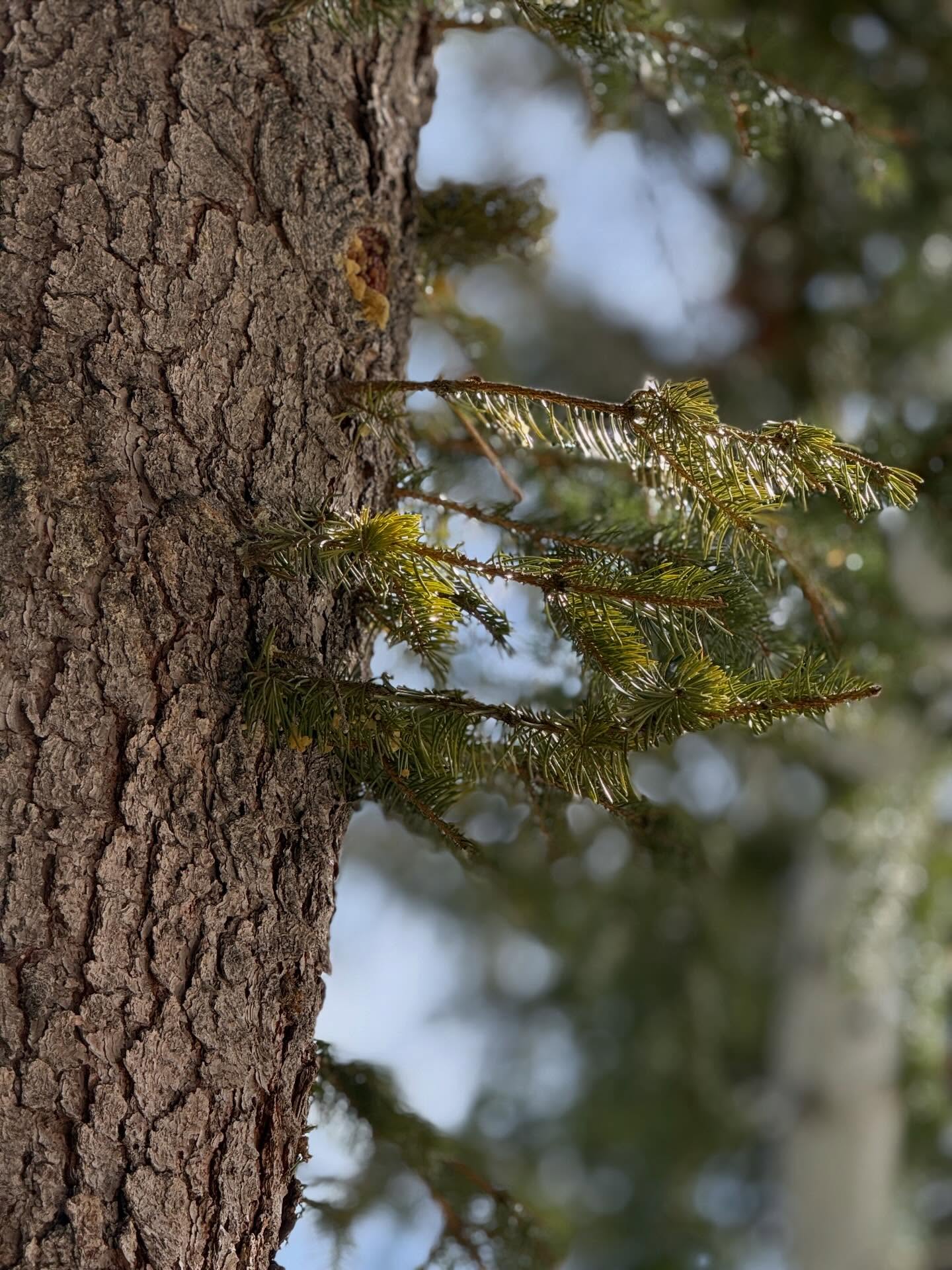 Tree 2